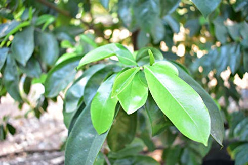 Soursop/Graviola/Guyabano Leaf Tea 60-Teabags (3.5oz/100g)