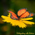 AQUEENLY Monarch Butterfly Decorations, 4.72'' Orange Premium Artificial Monarch Butterfly to Decorate for Craft, Home, Wall, Wedding, Party (12 Pcs)