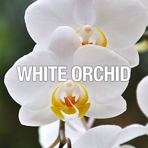 Women's Perfume Fragrance by Curve, Casual Day or Night Scent, Curve Crush, 1 Fl Oz