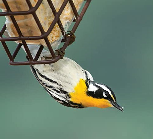 Audubon Park 13065 High Energy Suet Cake Wild Bird Food, 11-Ounces