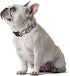 Peanuts for Pets Snoopy Dog Collar, Large | Large Dog Collar Snoopy Gifts Officially Licensed by | Red and White Peanut Snoopy Dog Collar Dog Apparel & Accessories, Multi (Model: FF15499)