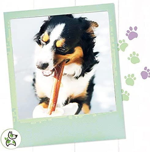 Nature Gnaws Bully Sticks for Large Dogs - Premium Natural Beef Dental Bones - Thick Long Lasting Dog Chew Treats for Aggressive Chewers - Rawhide Free