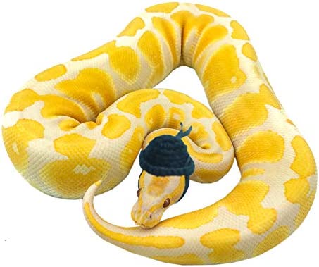 YUYUSO 3 Pack Snake Hats with Adjustable Elastic Chin Strap for Ball Python Tiny Pet Hat