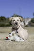 Multipet Plush Dog Toy, Lambchop, 10", White/Tan