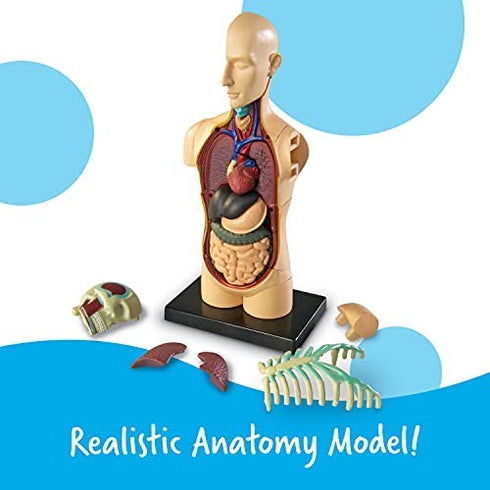 Learning Resources Human Body Model, Science Classroom Demonstration Tools, Realistic Human Anatomy Display, 31 Pieces, Grades 3+, Ages 8+