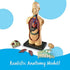 Learning Resources Human Body Model, Science Classroom Demonstration Tools, Realistic Human Anatomy Display, 31 Pieces, Grades 3+, Ages 8+