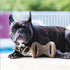 Lumabone Real Bacon Flavored Small Dental Dog Chew Toy