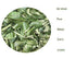 Ceylonflavors Curry Leaves Gluten Free Naturally Air Dried Herbs Fresh Groceries with All Flavors Asian Food Spices Pure and Organic - Kari Patta 0.5 oz / 15 g