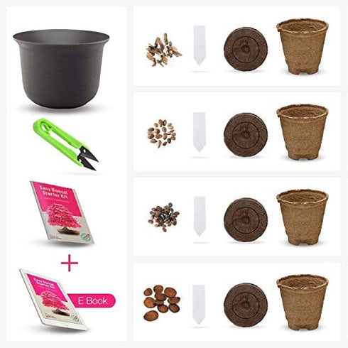 Grow Your Own Bonsai kit | Tree Plants & Seeds | Crafts Hobby Kits | Easily Grow 4 Types of Bonsai Trees with Our Complete Beginner Friendly Kit | Christmas Gift Ideas for Plant Lovers