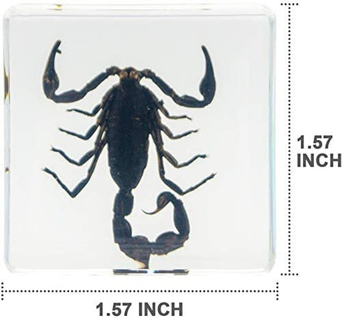 EJLIFEBOX 6 PCS Insect Specimen Set, Spider/Scorpion/Cricket/Flower Chafers/Stink Bug/Spotted Lanternfly Resin Collection Science Toys