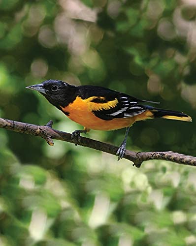 First Nature 3088 32-ounce Oriole Feeder