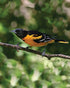 First Nature 3088 32-ounce Oriole Feeder
