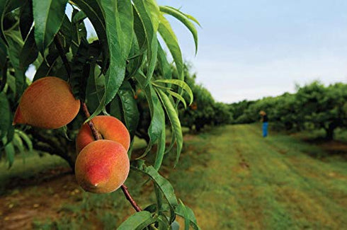Raw Organic Bitter Apricot Kernel Powder, The Best Natural Source of Vitamin B17 | Very Rich in Fatty Acids, Vitamins and Minerals | Used as a Cleansing Face Balm - 7 Oz.