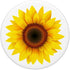Sunflower Decor Girasol yellow Sun Flower White Background PopSockets Swappable PopGrip