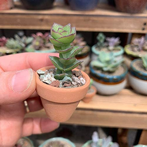 Yishang Mini Terracotta Pots with Drainage Holes - 1.2 inches Succulent Cactus Nursery Planter,Tiny Clay Nursery Pots for Indoor/Outdoor Mini Plant, DIY Crafts, Wedding Favors(18 Pack)