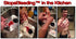 Bleedstop Stop Bleeding in Seconds Emergency First Aid for Home Kids and Family (2) 20g Powder Packets (1)
