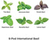 AeroGarden International Basil Seed Kit, 6-pod