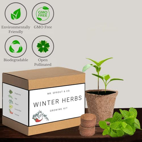 Winter Indoor Garden Kit - Herb Garden Seed Starter Kit for Gardening Indoors | Plant Grow Kit with Sage Rosemary Seeds and Hot Pepper Seeds for Planting | Growing Fresh Kitchen Herbs - By Mr Sprout