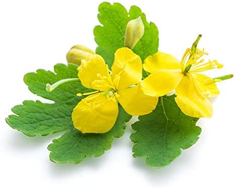 Biokoma Pure and Natural Celandine Dried Herb 50g (1.76oz) in Resealable Moisture Proof Pouch