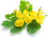 Biokoma Pure and Natural Celandine Dried Herb 50g (1.76oz) in Resealable Moisture Proof Pouch
