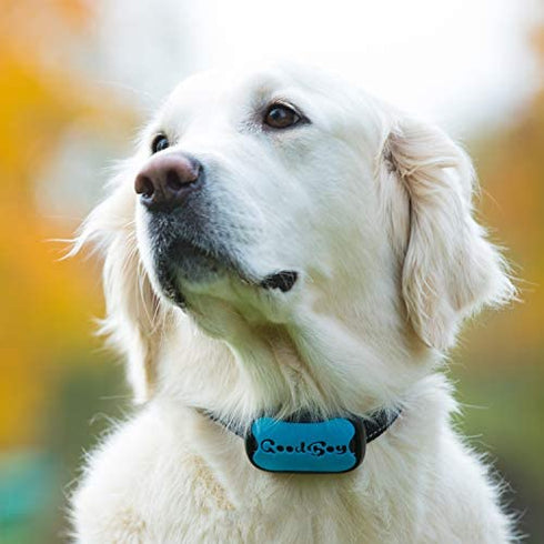 Bark Collar Batteries by GoodBoy 5-Pack 6V Alkaline Battery 4LR44 (Also Known as PX28A, A544, K28A, V34PX)