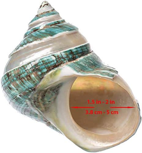 Hermit Crab Shells | Turbo Shells | Jade Green Banded Turbo Shell 4"-4.5" | Hermit Crab House for Décor | Plus Free Nautical eBook by Joseph Rains