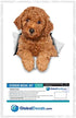 Winston & Bear 3D Dog Stickers - 2 Pack - Red Poodle for Wall, Fridge, Toilet and More - Retail Packaged Poodle Dog Stickers