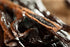 Strongus 2 Madagascar Vanilla Beans - Grade A Vanilla Pods - Rich, Creamy Flavor & Aroma - Ingredients for Baking, Homemade Extract, Paste, Brewing, Coffee, Cooking - 6-7", 2 Bean
