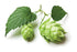 Hops Flowers - Dried Humulus lupulus Loose Tea from 100% Nature (2 oz)