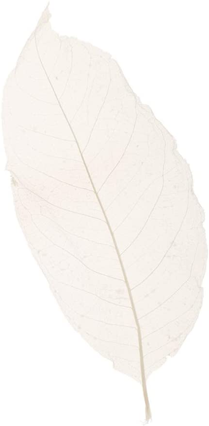 SPDD 100pcs Natural Magnolia Skeleton Leaf,Magnolia Leaf Dried Leaves Samples for Card Scrapbook Embossing DIY Candles Craft Gift