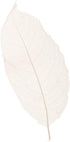 SPDD 100pcs Natural Magnolia Skeleton Leaf,Magnolia Leaf Dried Leaves Samples for Card Scrapbook Embossing DIY Candles Craft Gift