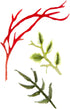 Spellbinders Winter Bough and Evergreen Shrubs Dies, Metal