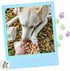 Nature Gnaws Bully Sticks Combo Pack - Premium Natural Beef Dental Bones - Long Lasting Dog Chew Treats for Aggressive Chewers - Rawhide Free