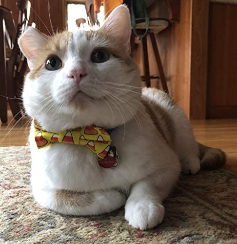 Shelter Pets Series Two: Jeffrey - 10" Orange and White Cat Plush Toy Stuffed Animal - Based on Real-Life Adopted Pets - Benefiting The Animal Shelters They were Adopted from - Kitten Kitty