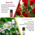 yethious Rose Essential Oil Jasmine Essential Oil Rose Essential Oils Set 2 Pack Organic Rose Oil Essential Oil Undiluted Aromatherapy Oils for Diffuser, Perfume, Soap, Candle Making 2 X 10ML