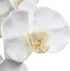 Htmeing 38 Inch Artificial Phalaenopsis Flowers Branches Real Touch (Not Silk) Orchids Flowers for Home Office Wedding Decoration,Pack of 2 (White)