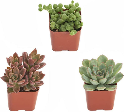 Shop Succulents | Unique Collection | Assortment of Hand Selected, Fully Rooted Live Indoor Succulent Plants, 3-Pack