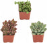 Shop Succulents | Unique Collection | Assortment of Hand Selected, Fully Rooted Live Indoor Succulent Plants, 3-Pack