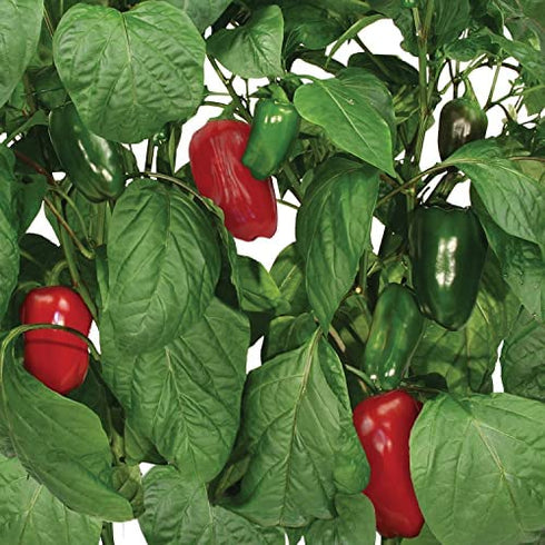 AeroGarden Sweet Bell Peppers Seed Pod Kit (9-pod)