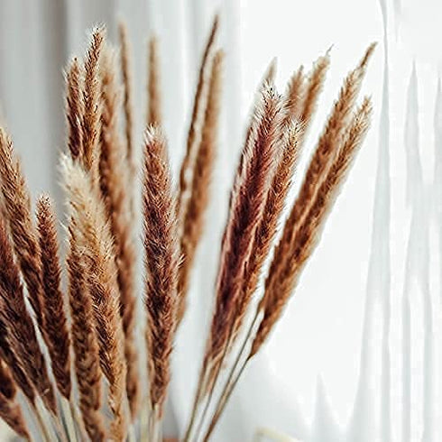 TOPHOOD 60 Pcs Dried Pampas Grass Decor -19inch Natural Pompas Floral/ Pompous for Flower Arrangements Wedding Home Decor(15 White & 15 Brown Grass& 30 Reed