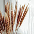TOPHOOD 60 Pcs Dried Pampas Grass Decor -19inch Natural Pompas Floral/ Pompous for Flower Arrangements Wedding Home Decor(15 White & 15 Brown Grass& 30 Reed
