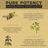 Surthrival: Pine Pollen Pure Potency Extract (1.69 fl oz), Increased Stamina, Hormone Balance, Energy & Endurance Restoration