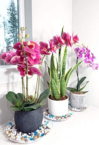 ILUVUMOREI 2 Pack of 10 inch Clear Round Plant Saucer, Thicker Plastic Tray for Indoor, Durable Flower Pot Planter Saucers with Multiple Support Footing Designed for Improved Airflow. (10" - 2 Pack)