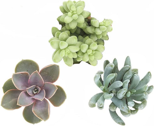 Shop Succulents | Unique Collection | Assortment of Hand Selected, Fully Rooted Live Indoor Succulent Plants, 3-Pack