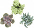 Shop Succulents | Unique Collection | Assortment of Hand Selected, Fully Rooted Live Indoor Succulent Plants, 3-Pack