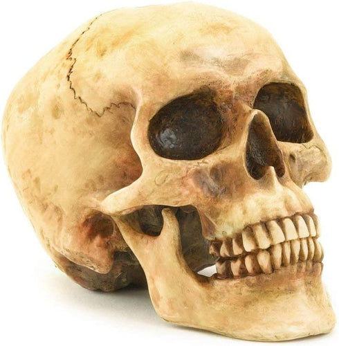 Grinning Highly Realistic Replica Human Skull Statue Home D©cor 6.5x4.25x4.6"
