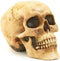 Grinning Highly Realistic Replica Human Skull Statue Home D©cor 6.5x4.25x4.6"