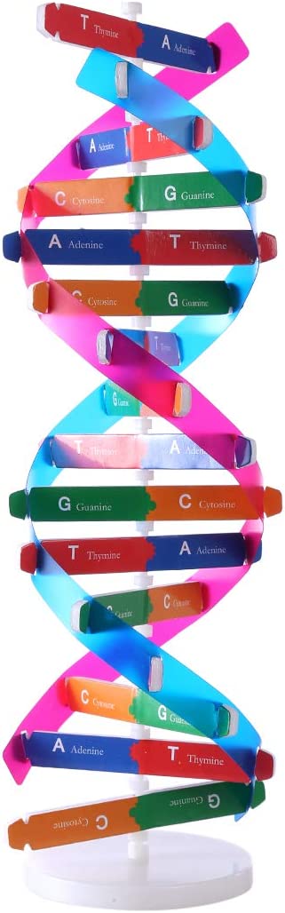 HMANE DNA Models Double Helix Model Components Science Educational Teaching Instrument Toy
