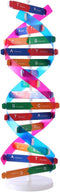 HMANE DNA Models Double Helix Model Components Science Educational Teaching Instrument Toy