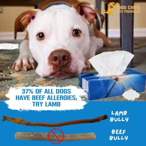 Dog Chits Lamb Pizzle (Lamb Bully Sticks) for Dogs and Puppies | 8-12-inch | All Natural Treats | Tasty Chew for Large and Small Dogs | Grass Fed Lamb | Low Odor | 8 oz (12 Pieces+)